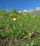 Ranunculus balkharicus. Цветущее растение. Кабардино-Балкария, Эльбрусский р-н, долина р. Ирик, ок. 2600 м н.у.м., субальпийский луг. 13.07.2016.