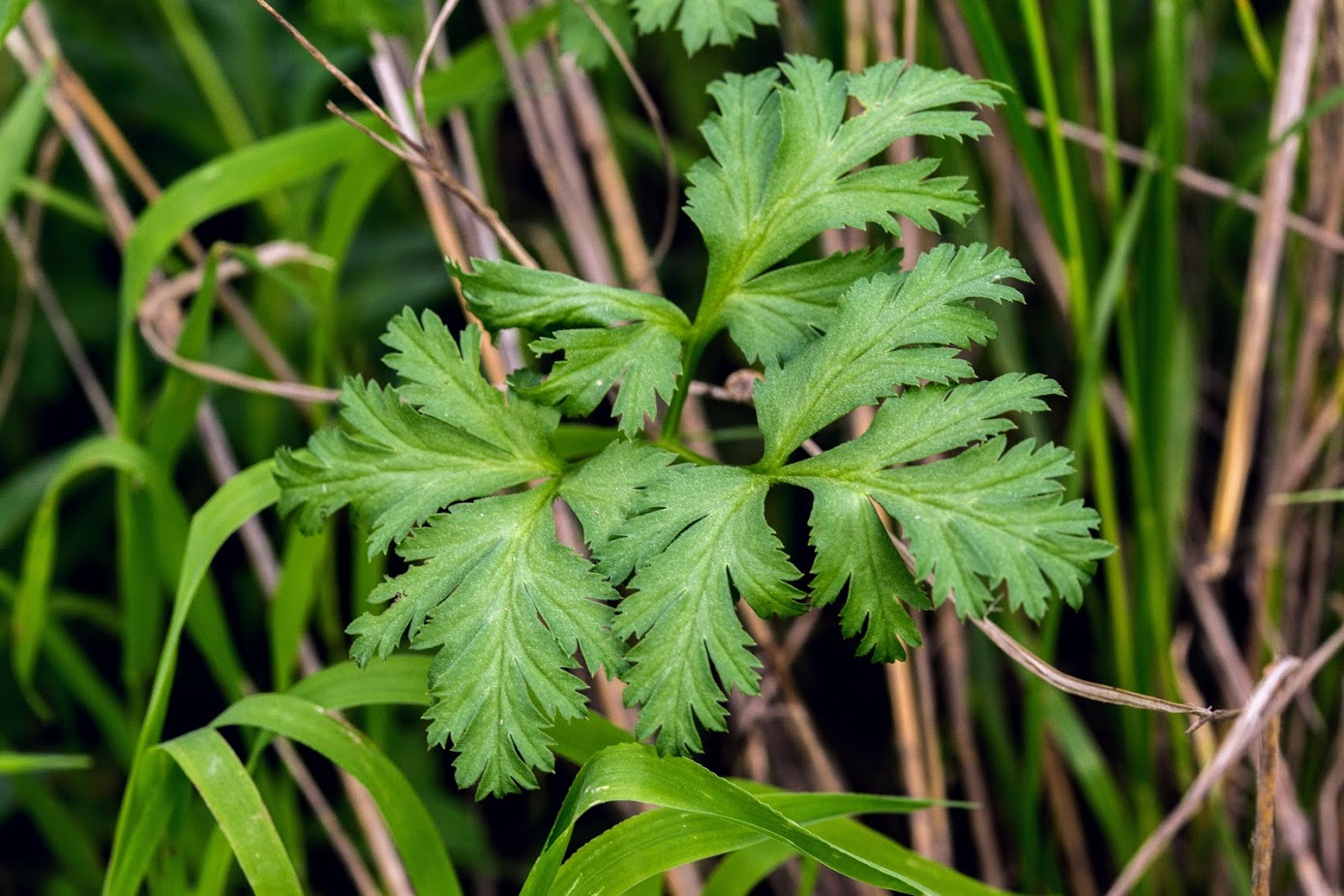 Image of Anemone coronaria specimen.