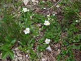 Fragaria campestris. Цветущие растения на горном склоне. Северная Осетия, Куртатинское ущелье. 06.05.2010.