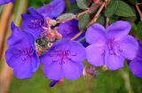 Tibouchina urvilleana. Цветки. Малайзия, Камеронское нагорье, г. Бринчанг, ≈ 1400 м н.у.м., в культуре. 03.05.2017.