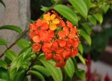 Bauhinia kockiana. Соцветие. Малайзия, Куала-Лумпур, в культуре. 13.05.2017.