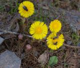 Tussilago farfara. Соцветия с кормящимися насекомыми. Москва, Воробьевы горы, Ботанический сад МГУ. 06.04.2017.