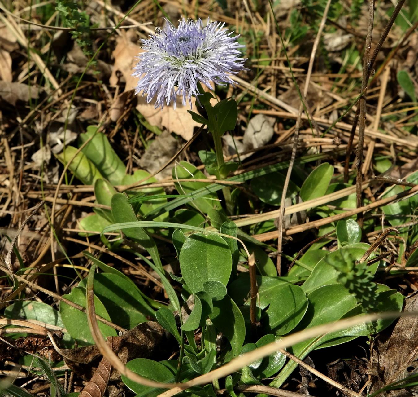 Изображение особи Globularia trichosantha.