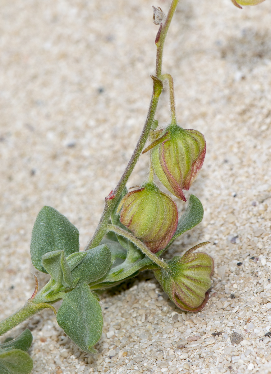 Изображение особи Helianthemum canariense.