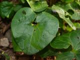 Asarum canadense. Перезимовавший лист. Москва, Воробьёвы горы, Ботанический сад МГУ, альпинарий, в культуре. 24.04.2018.