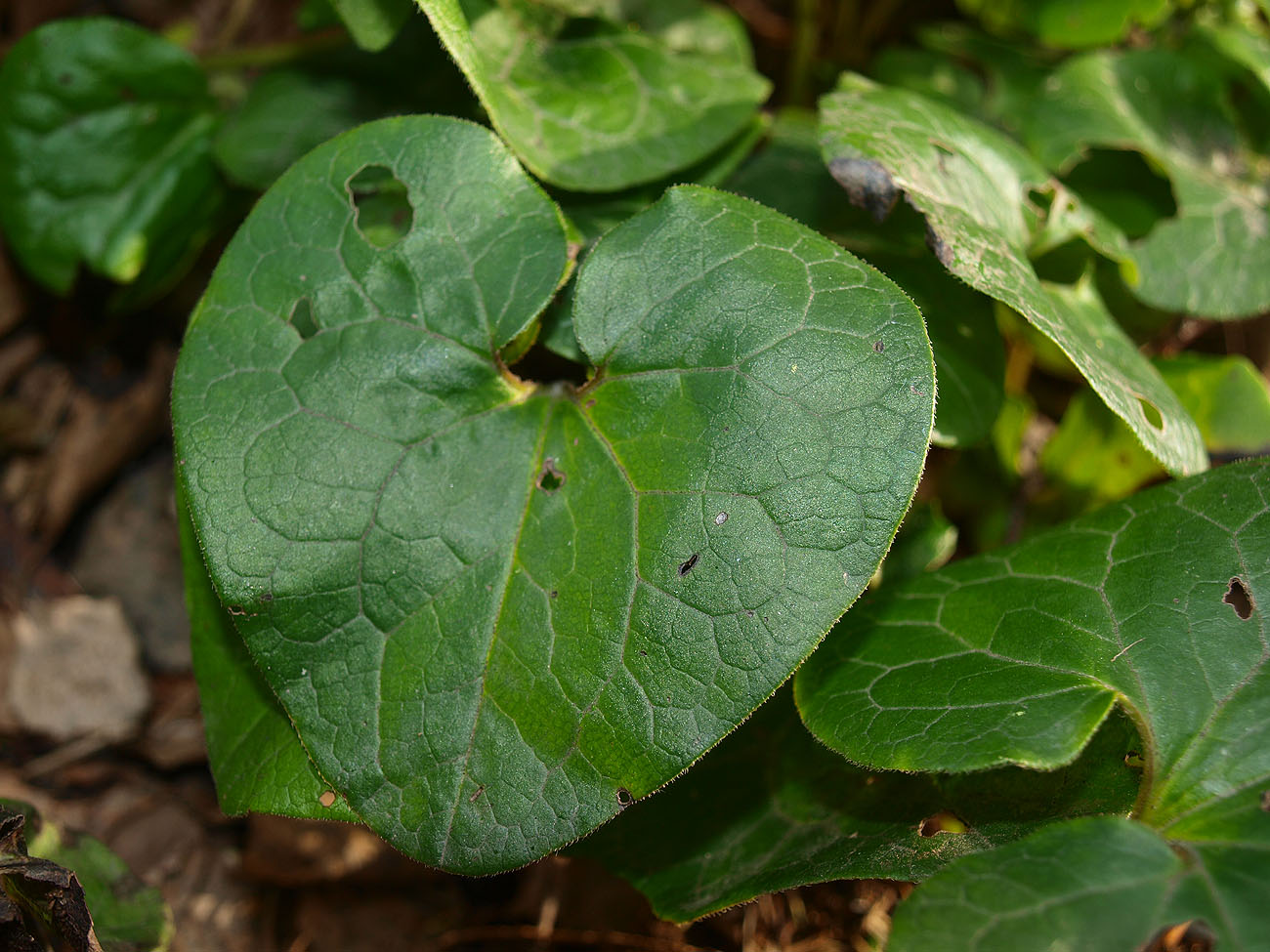 Изображение особи Asarum canadense.