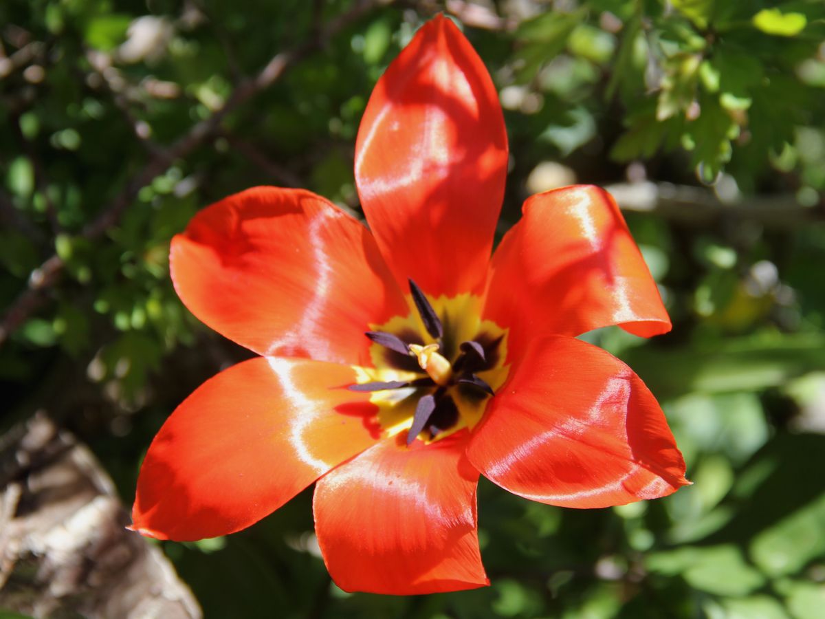 Image of Tulipa fosteriana specimen.