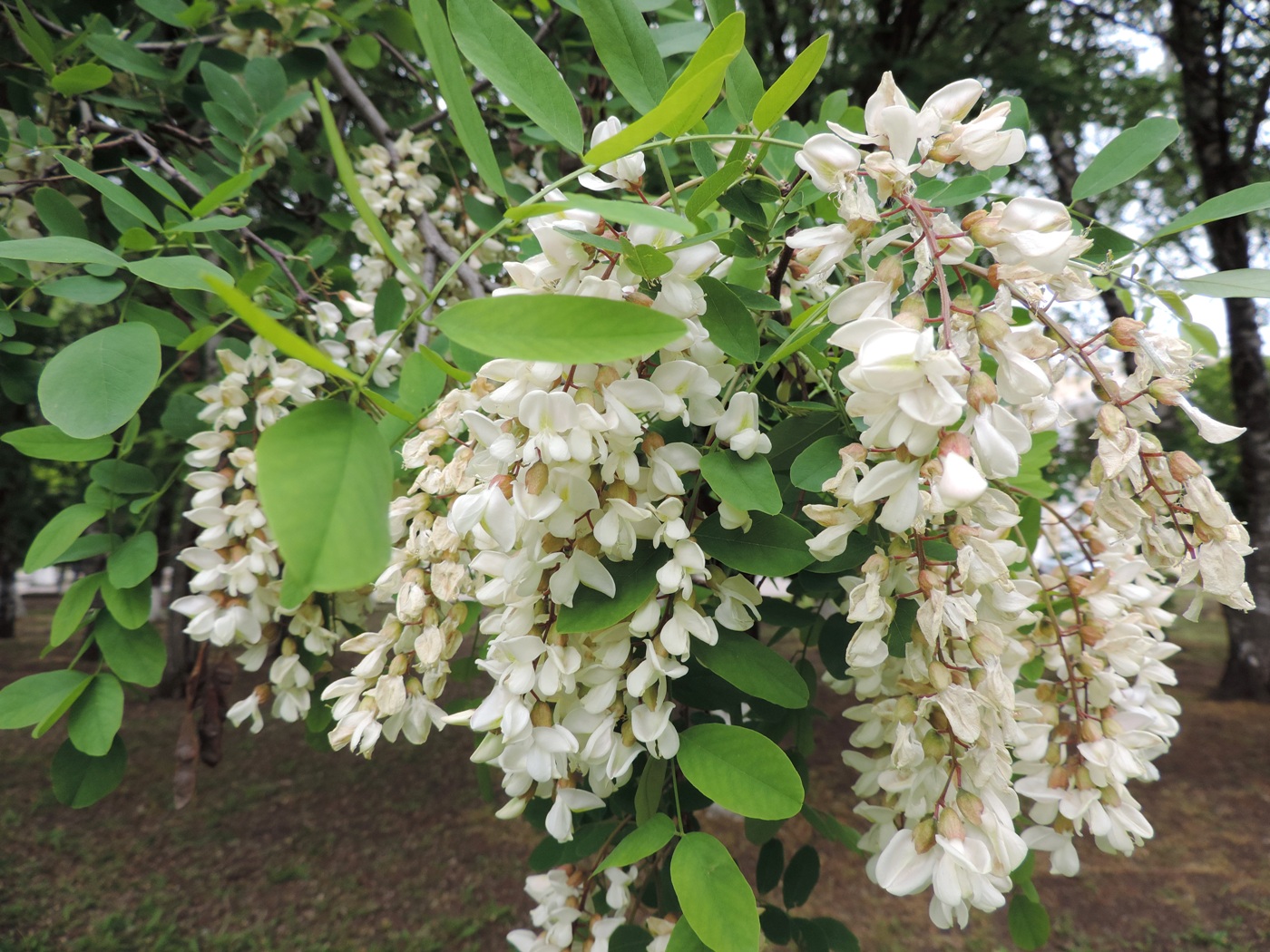 Изображение особи Robinia pseudoacacia.