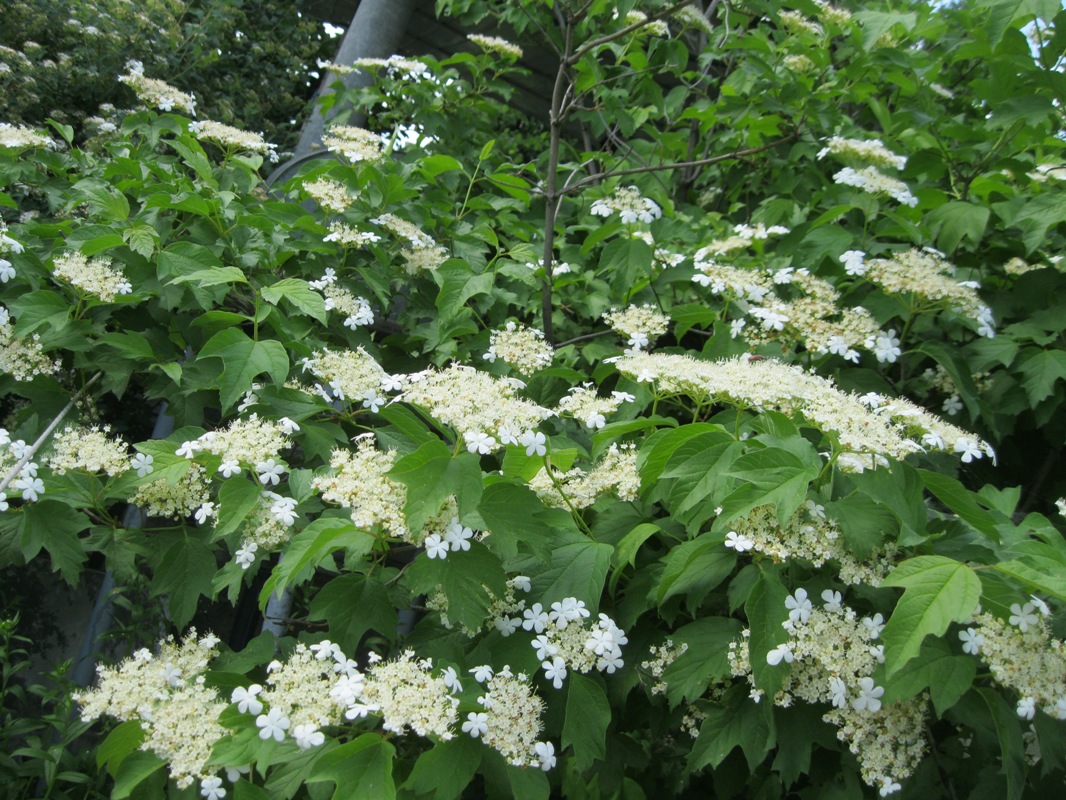 Image of Viburnum opulus specimen.