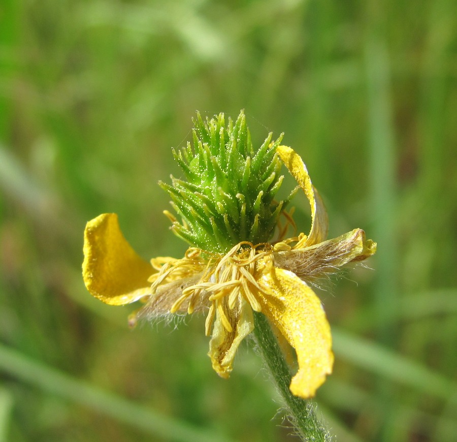 Image of Ranunculus oxyspermus specimen.