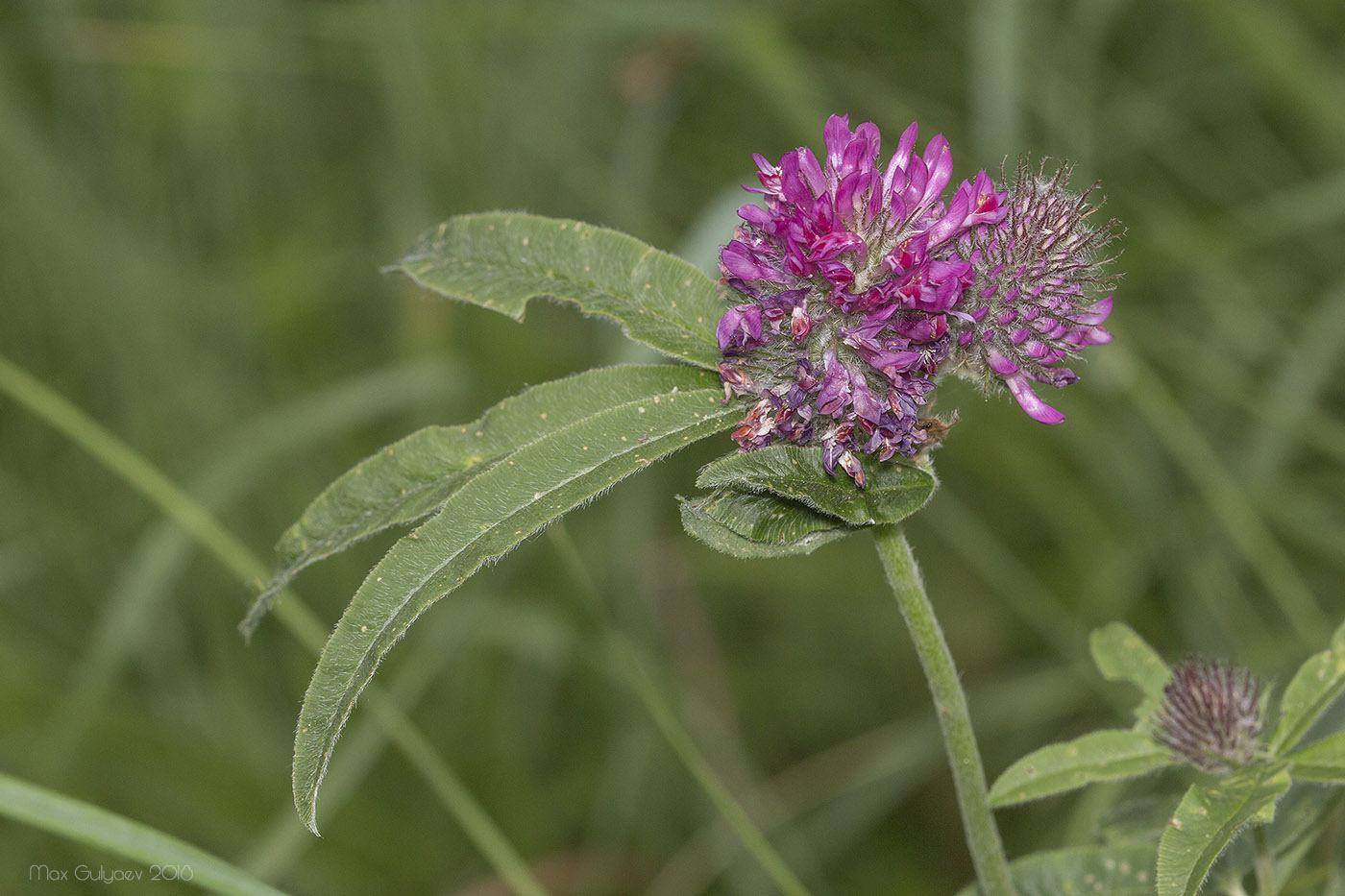 Изображение особи Trifolium alpestre.