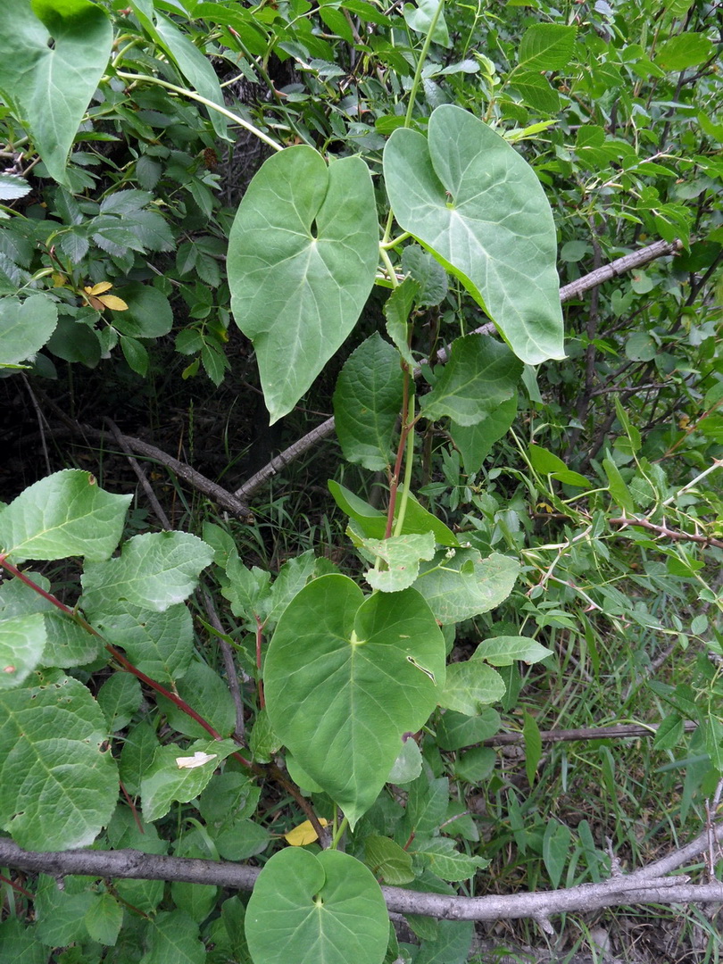 Image of Cynanchum acutum specimen.