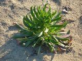 Oenothera biennis