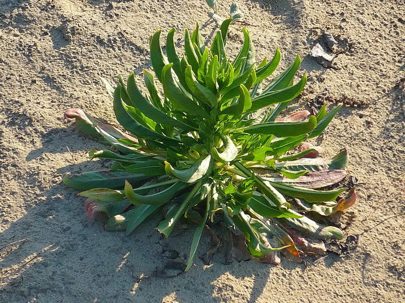 Изображение особи Oenothera depressa.