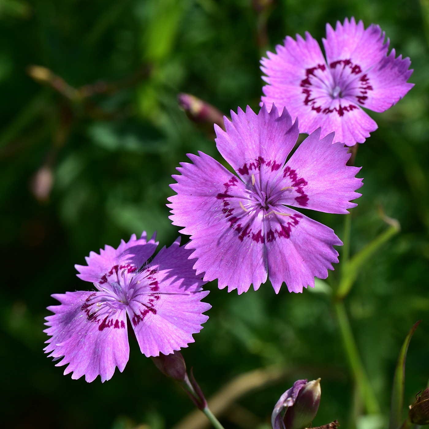 Лесные гвоздики. Гвоздика Фишера Dianthus fischeri Spreng.. Гвоздика Борбаша. Гвоздика Луговая Фишера. Гвоздика Полевая.