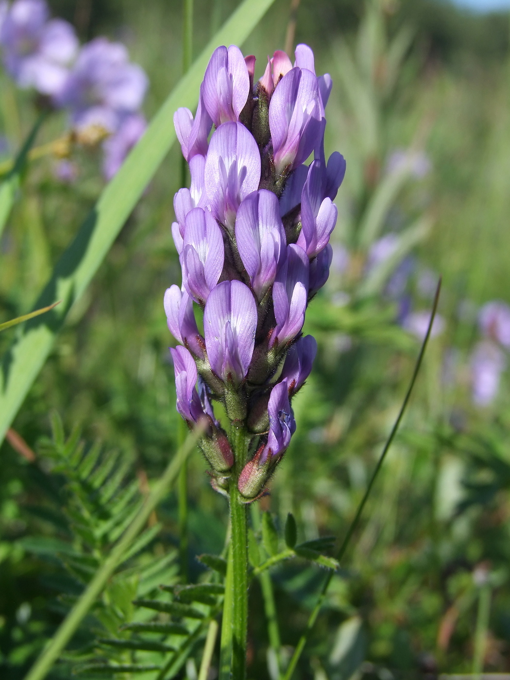 Изображение особи Astragalus danicus.