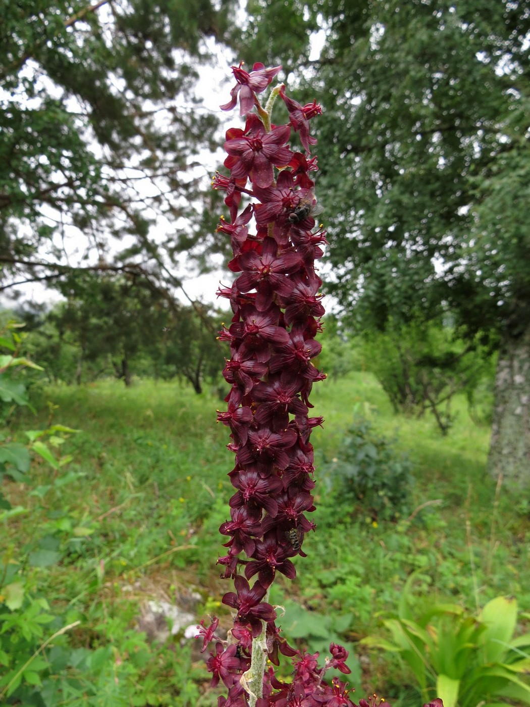 Изображение особи Veratrum nigrum.