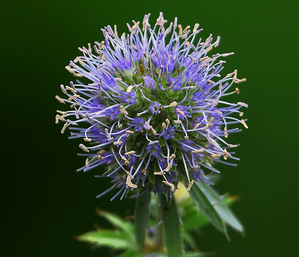 Изображение особи Eryngium planum.