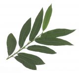 Salix gmelinii