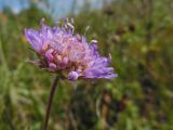 Knautia arvensis