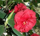 Camellia japonica