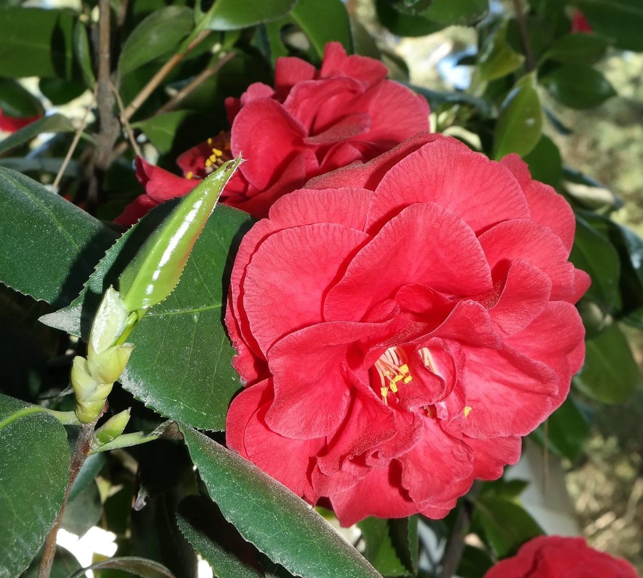 Изображение особи Camellia japonica.