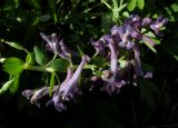 Corydalis nidus-serpentis