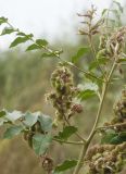 Glycyrrhiza soongorica. Верхушка отцветшего растения с завязавшимися плодами. Казахстан, Восточно-Казахстанская обл., Глубоковский р-н, окр. с. Кожохово, петрофитная степь. 25.07.2018.