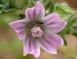 Malva multiflora