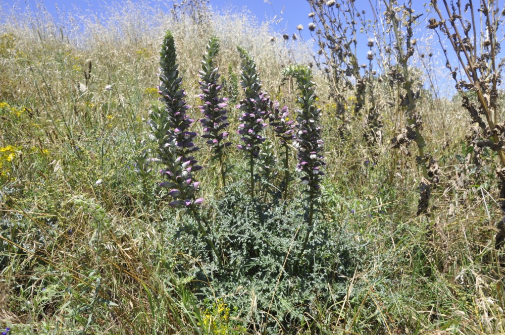 Изображение особи Acanthus spinosus.