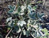 Potentilla nivea