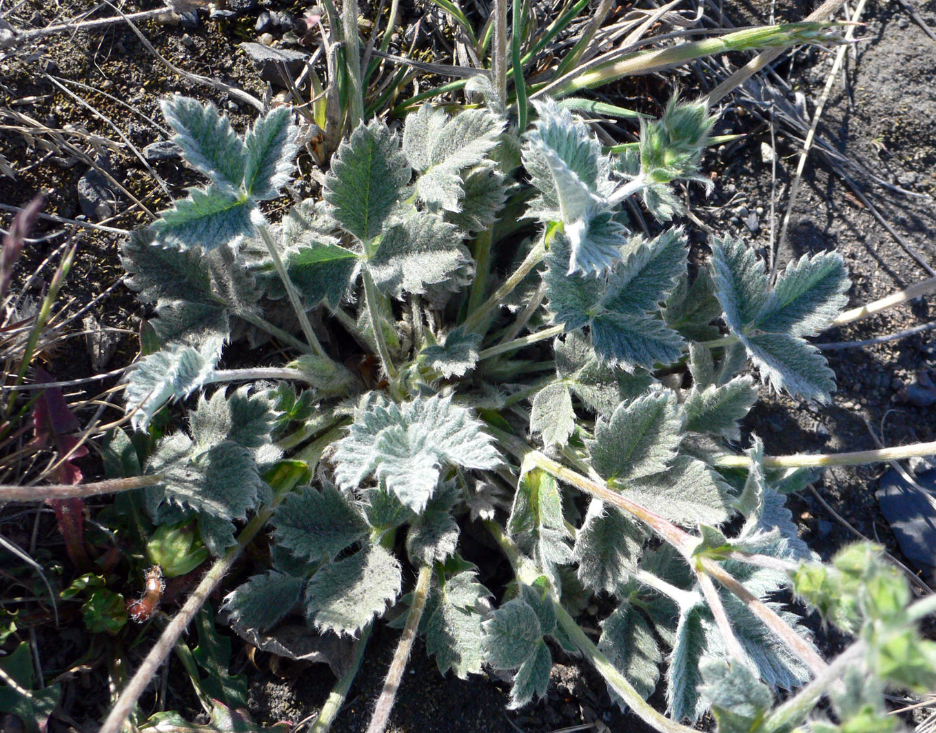 Изображение особи Potentilla nivea.