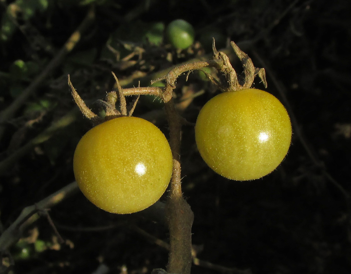 Image of Lycopersicon esculentum specimen.