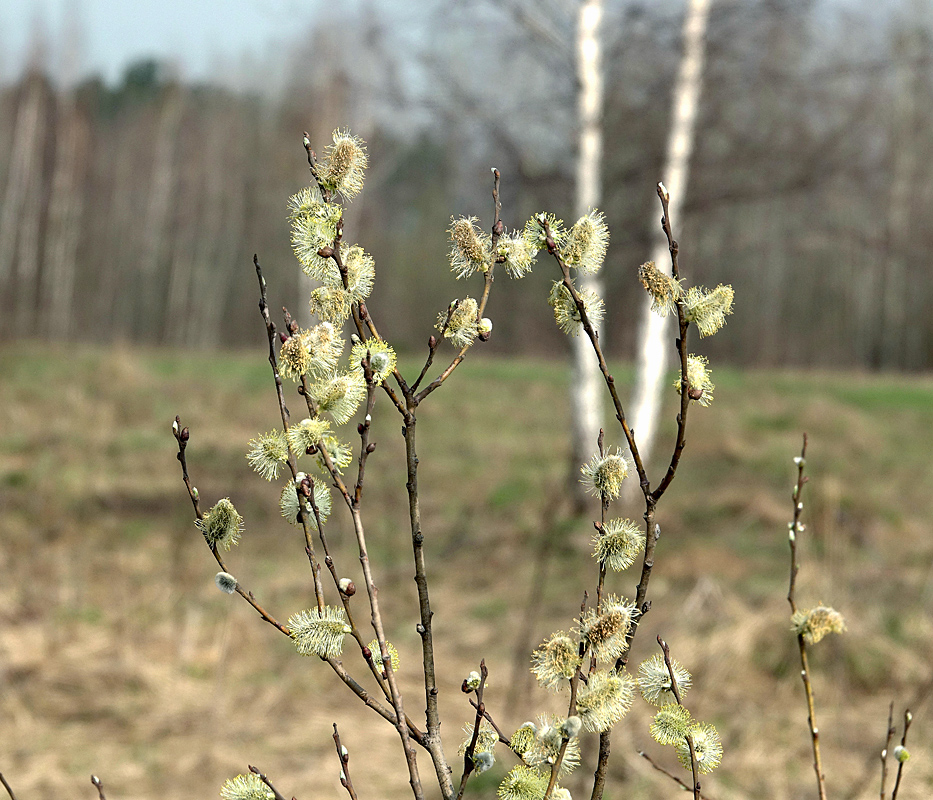 Image of genus Salix specimen.