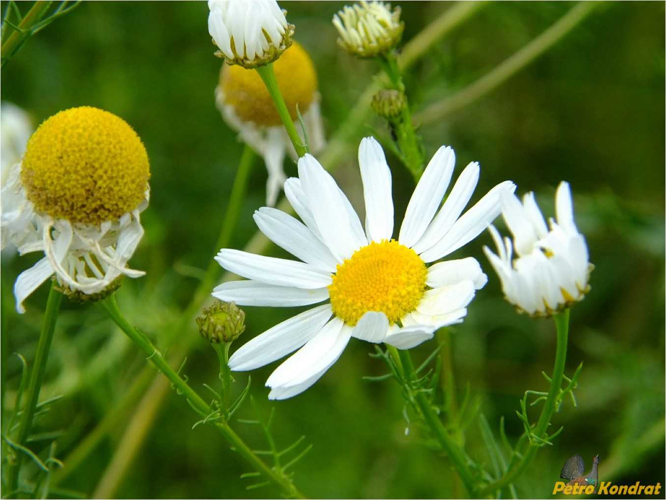 Изображение особи Tripleurospermum inodorum.