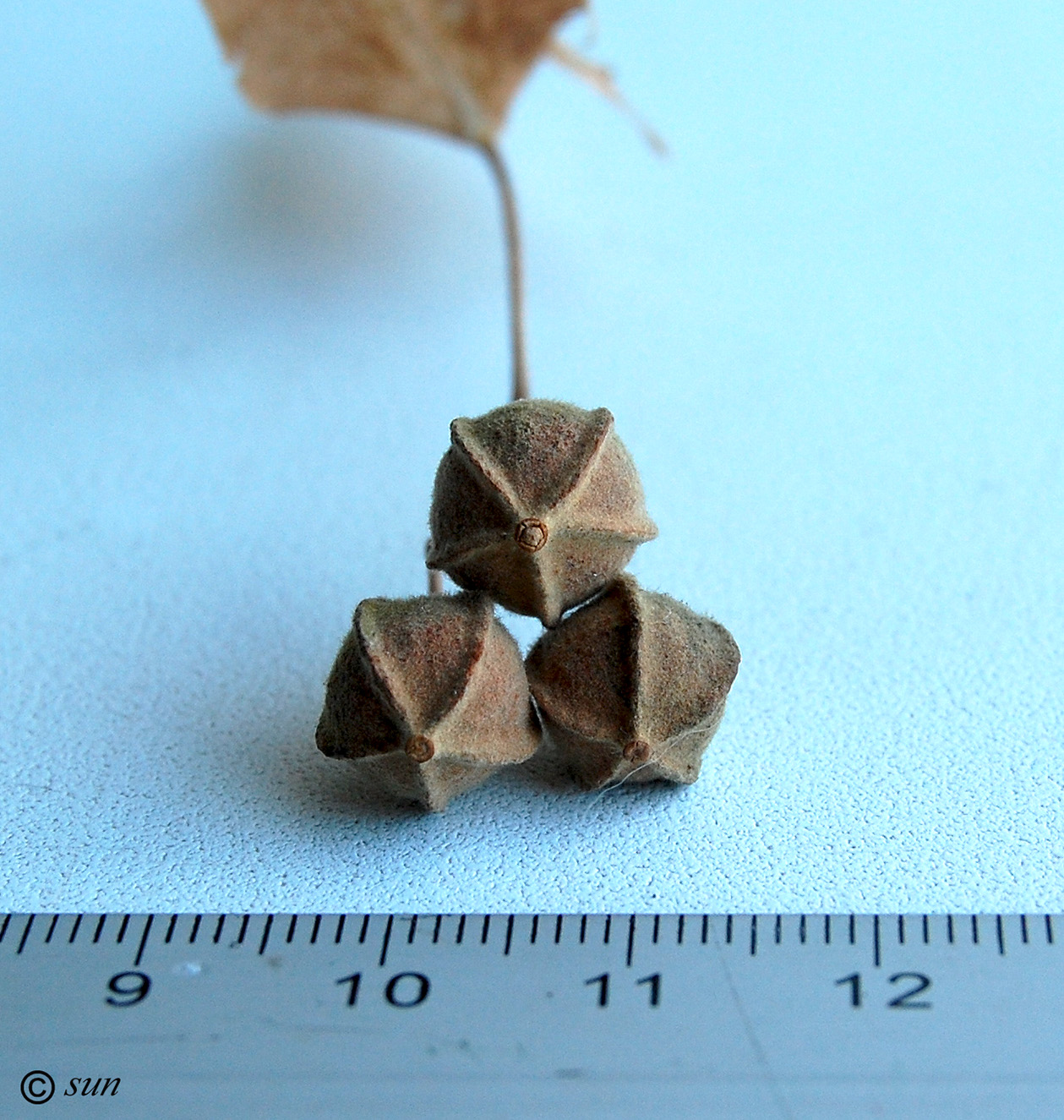 Image of Tilia platyphyllos specimen.