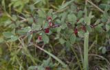 Cotoneaster uniflorus. Верхушка плодоносящей ветви. Республика Алтай, Кош-Агачский р-н, Северо-Чуйский хребет, долина р. Актру, подножие поросшего лиственницей склона юго-восточной экспозиции. 14.08.2018.