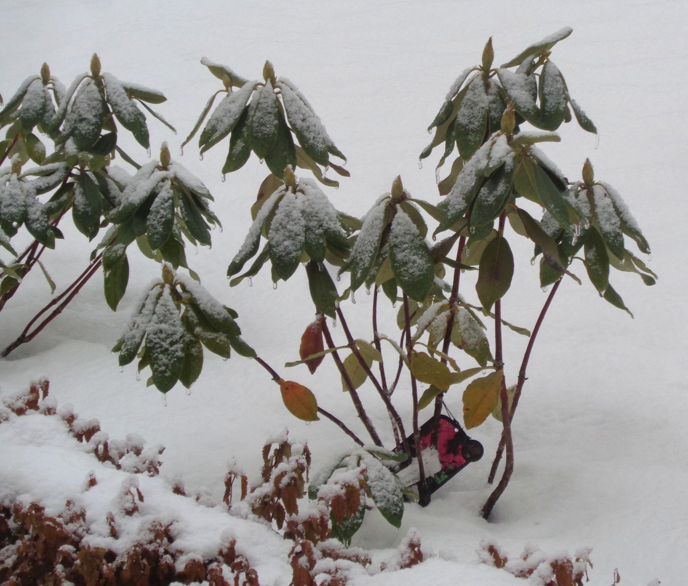 Изображение особи род Rhododendron.