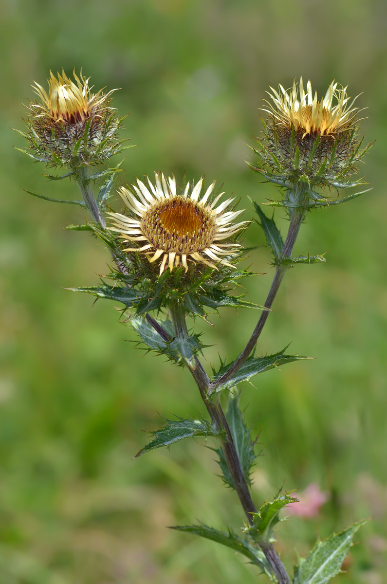 Изображение особи Carlina vulgaris.