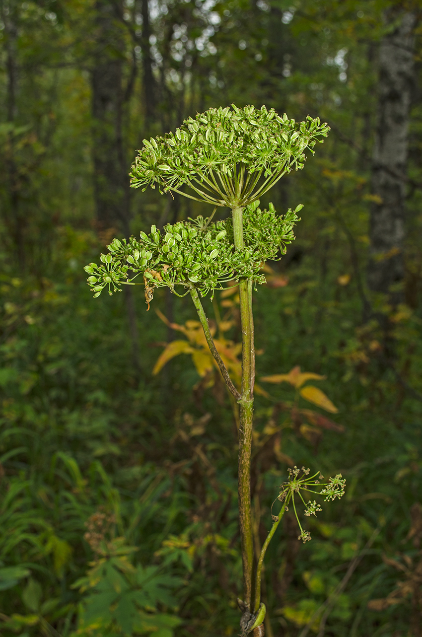 Изображение особи Angelica sylvestris.