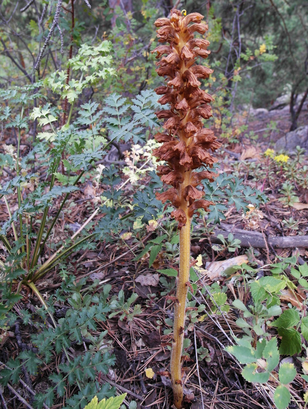 Image of genus Orobanche specimen.