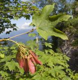 Acer trautvetteri. Верхушка побега с соплодием и листом. Адыгея, Кавказский биосферный заповедник, Азишский перевал, ≈ 1700 м н.у.м., смешанный кленово-буково-пихтовый лес среди скал. 19.07.2015.