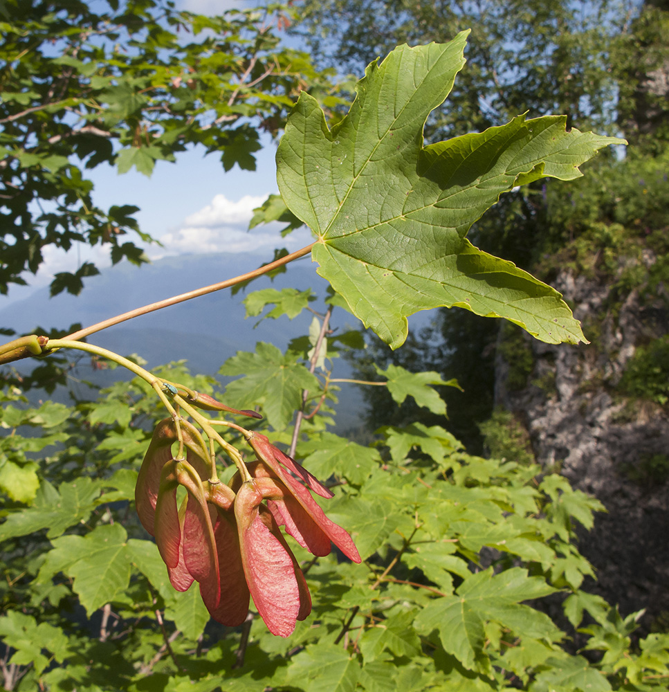 Image of Acer trautvetteri specimen.