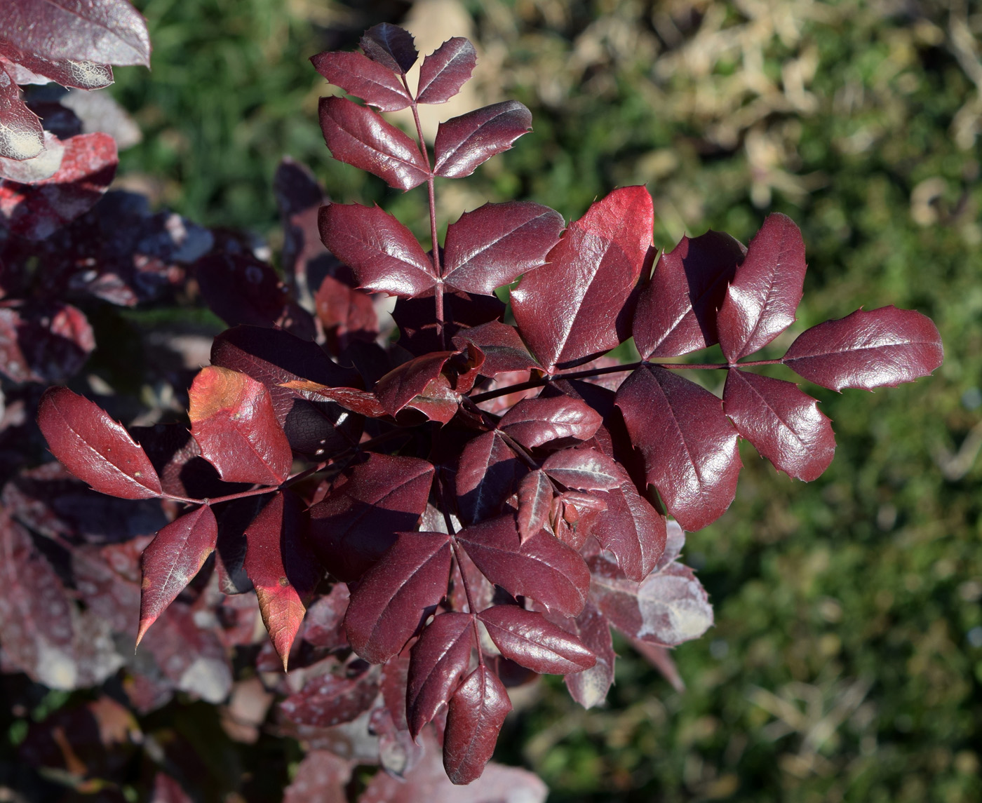 Image of Mahonia aquifolium specimen.