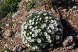 Argyranthemum frutescens. Цветущее растение. Израиль, горный массив Хермон, мошав Неве Атив, в культуре. 02.02.2019.