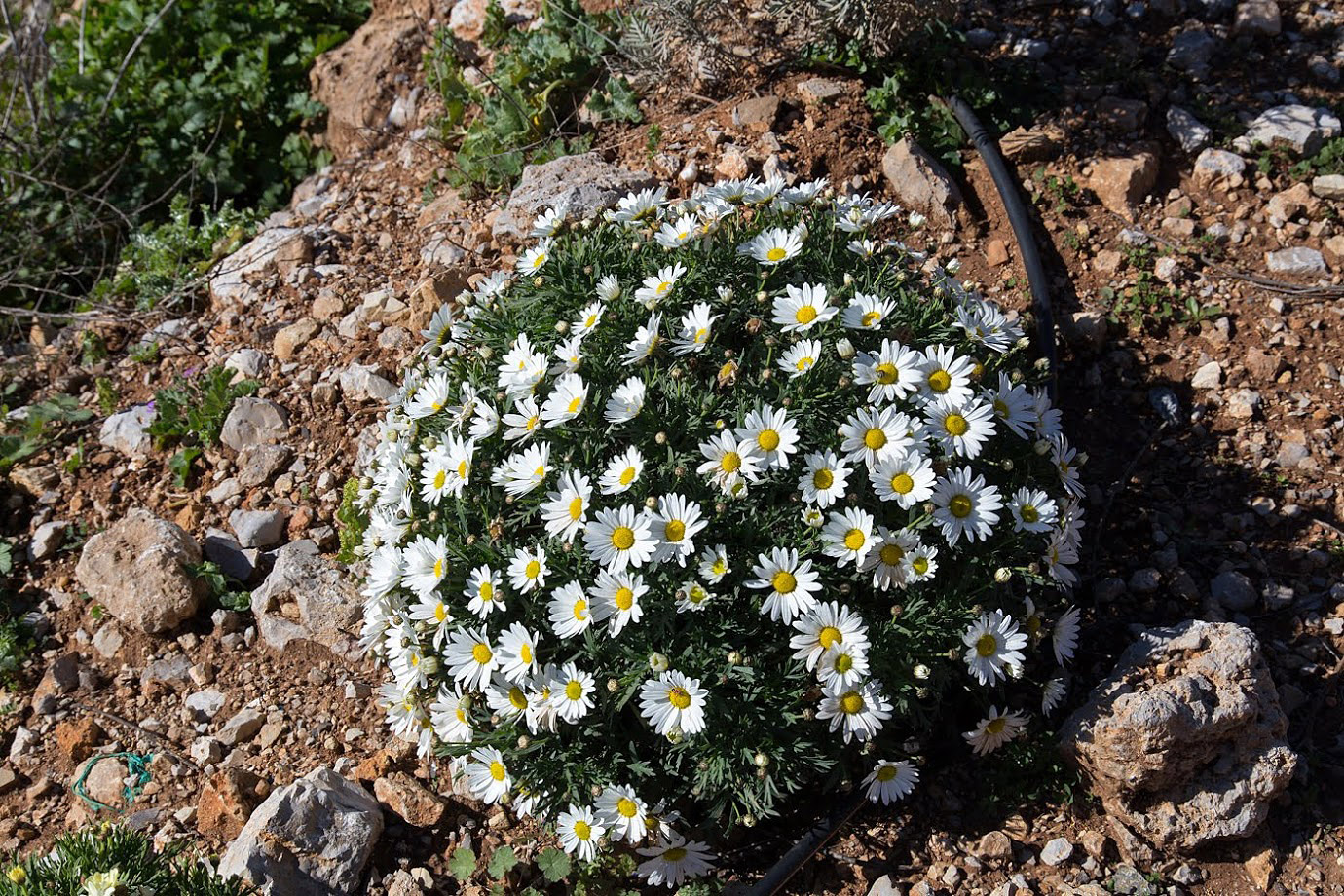 Изображение особи Argyranthemum frutescens.