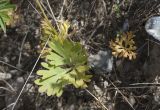 Anemone petiolulosa