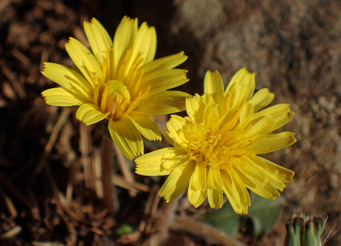 Изображение особи род Taraxacum.