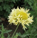 Gaillardia pulchella. Соцветие. Краснодарский край, Кущёвский р-н, станица Кущёвская, клумба в сквере. 29.06.2010.