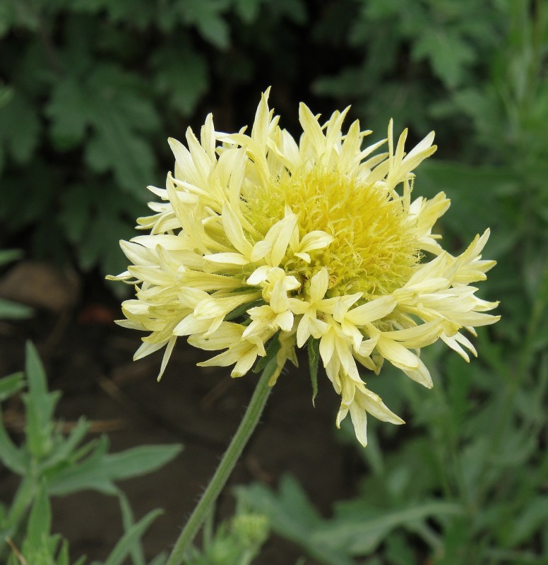 Image of Gaillardia pulchella specimen.